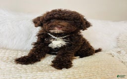 Mini Bernedoodle dogs for sale: Coco Bean - Image 9