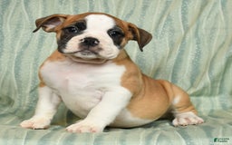 Beabull dogs for sale: Kenton - Image 5