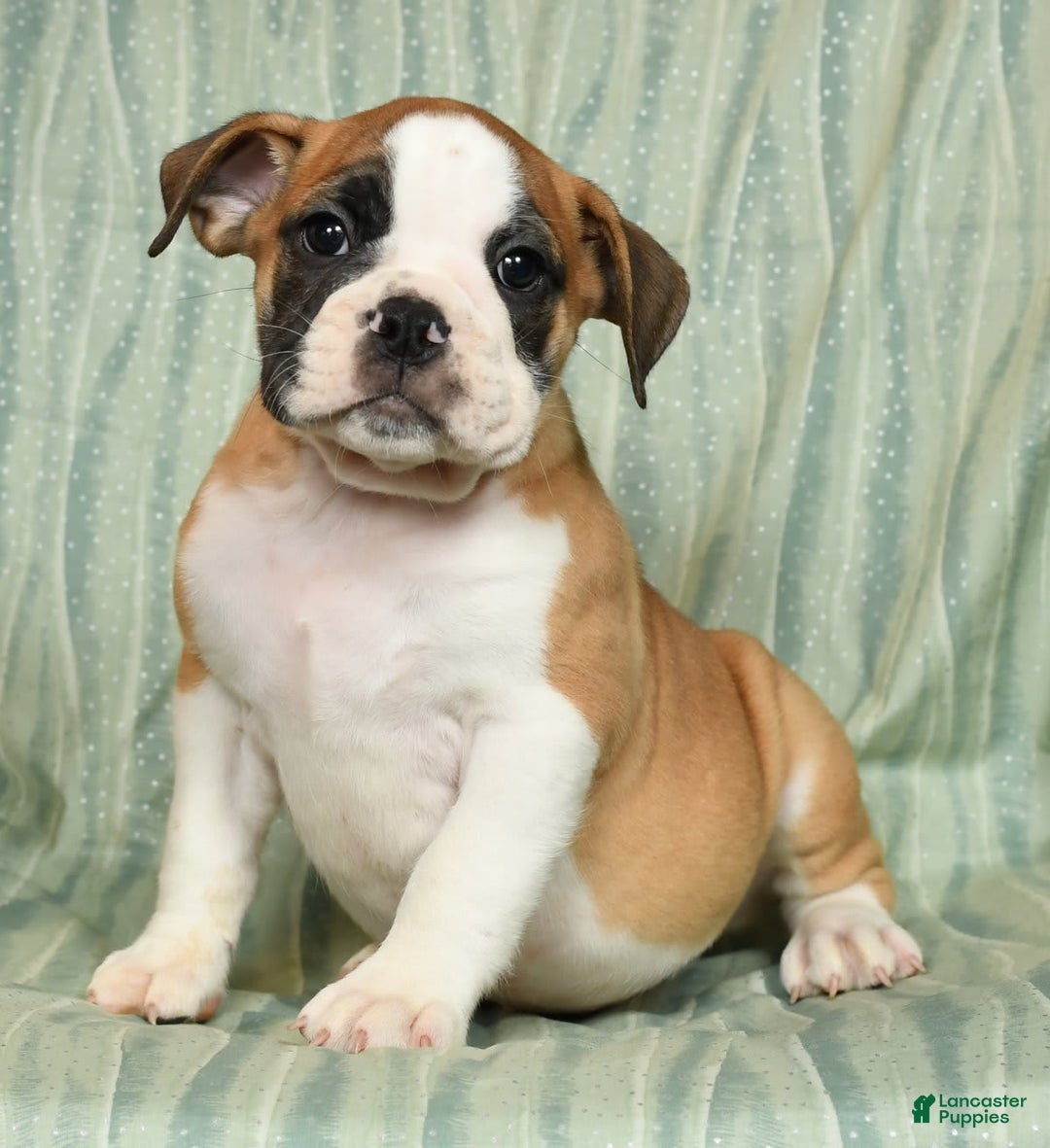 Beabull dogs for sale: Kenton - Image 5