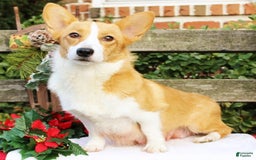 Welsh Corgi Pembroke dogs for sale: Lola - Image 8