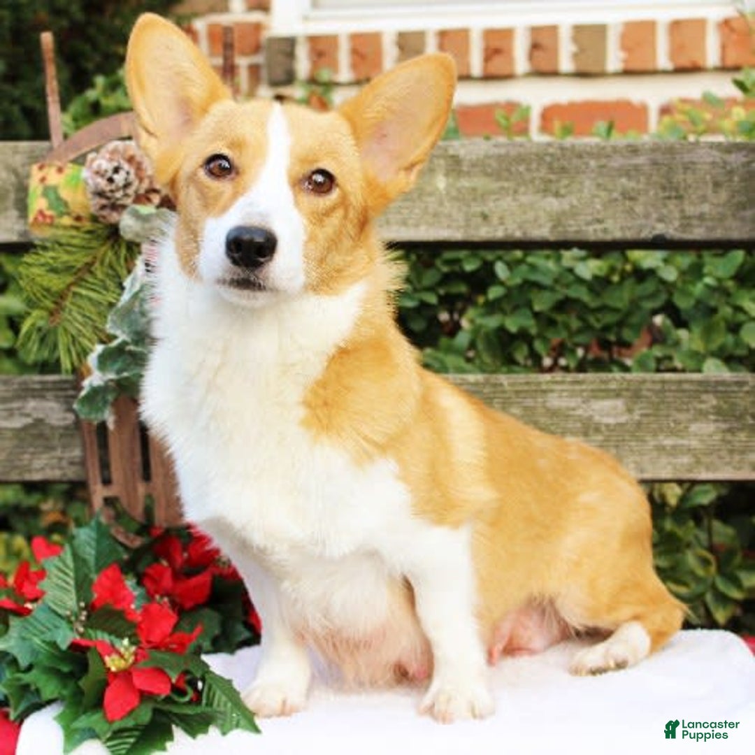 Welsh Corgi Pembroke dogs for sale: Lola - Image 8