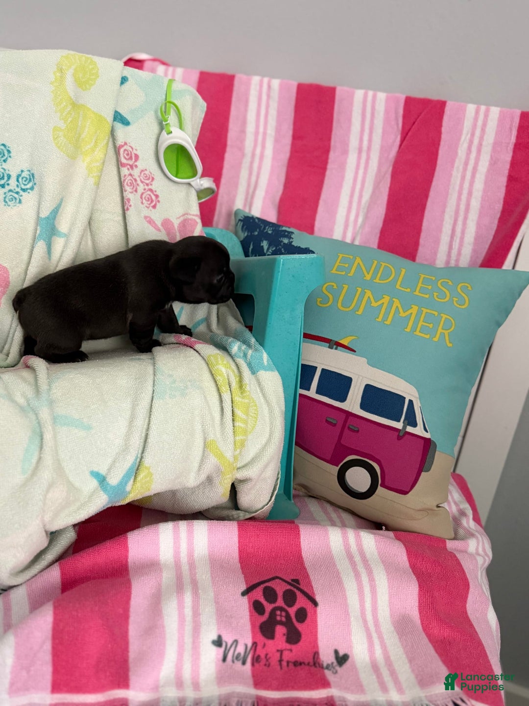 French Bulldog dogs for sale: Akc Black W Sable Overtones - Image 13