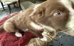 Border Collie dogs for sale: Benji - Image 2