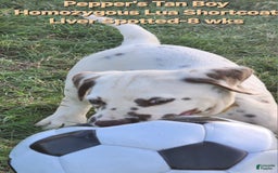 Dalmatian dogs for sale: Peppers Tan Boy - Image 17