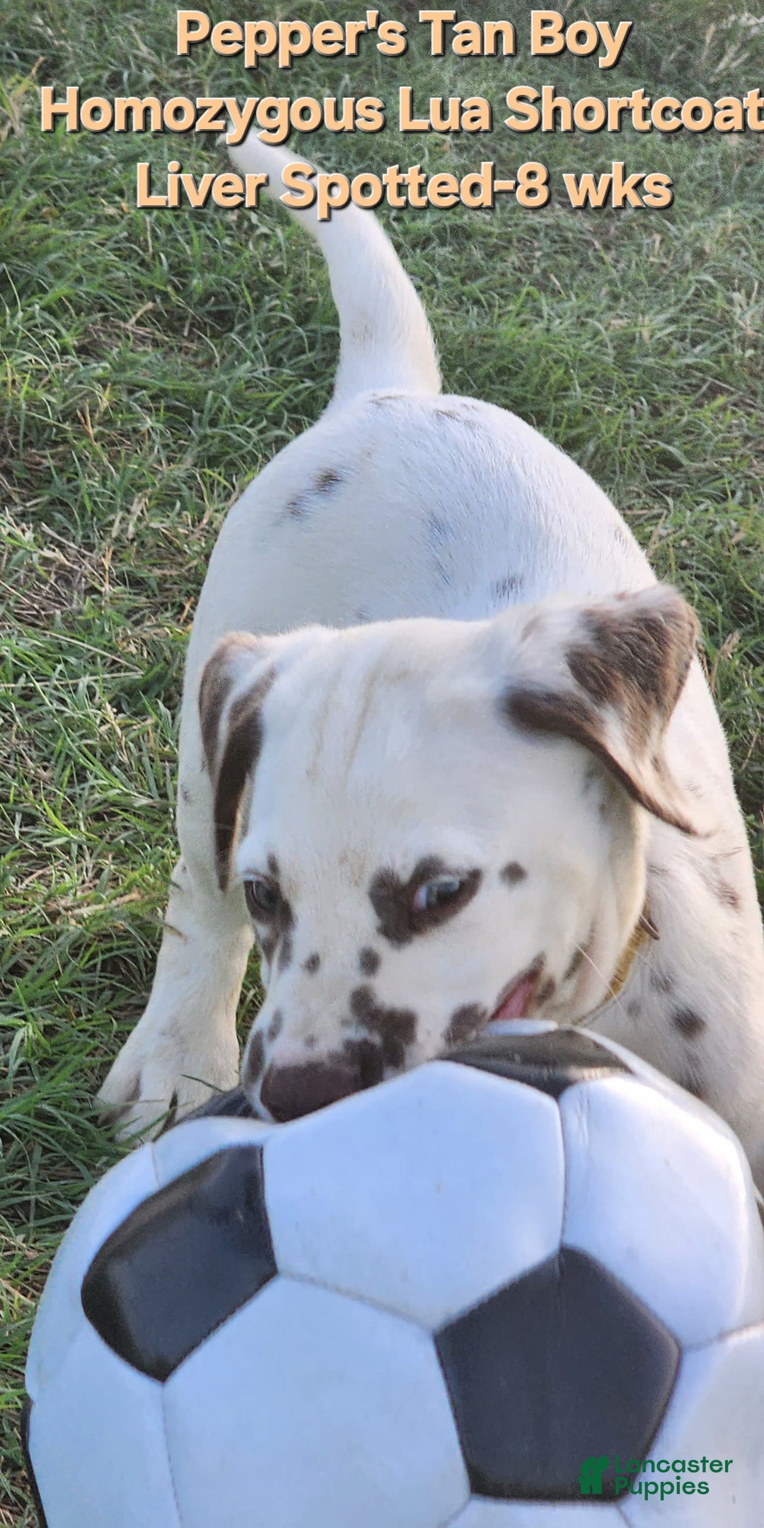 Dalmatian dogs for sale: Peppers Tan Boy - Image 17
