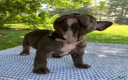 French Bulldog dogs for sale: Belle - Image 6