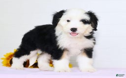Mini Bernedoodle dogs for sale: Snow White - Image 4