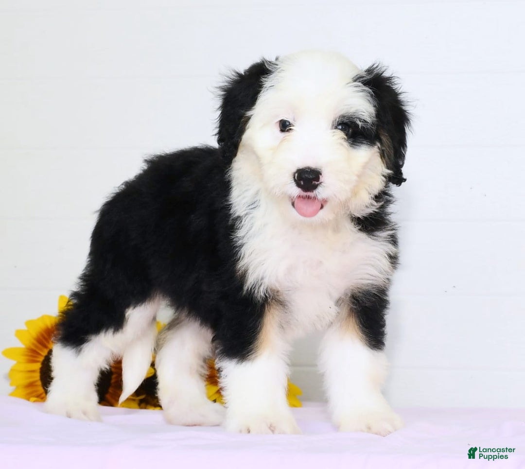Mini Bernedoodle dogs for sale: Snow White - Image 4