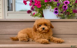 Maltipoo dogs for sale: Gorgeous - Image 12