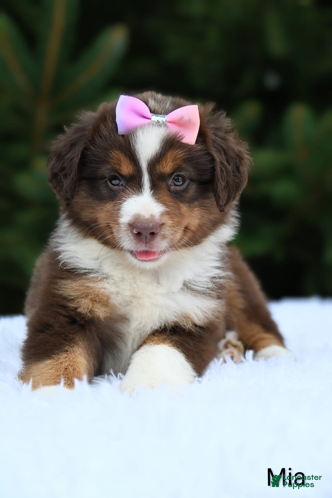 Miniature Australian Shepherd dogs for sale: Mia - Image 3
