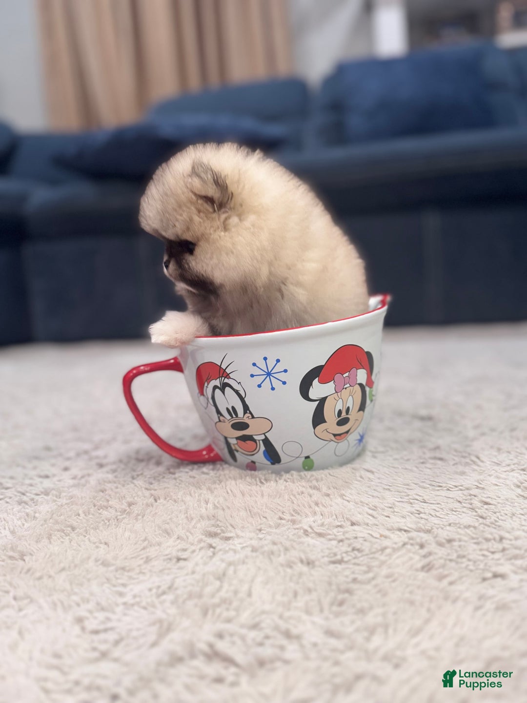 Pomeranian dogs for sale: Mila - Image 3
