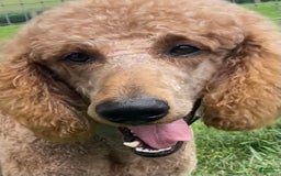 Goldendoodle dogs for sale: Washington - Image 12