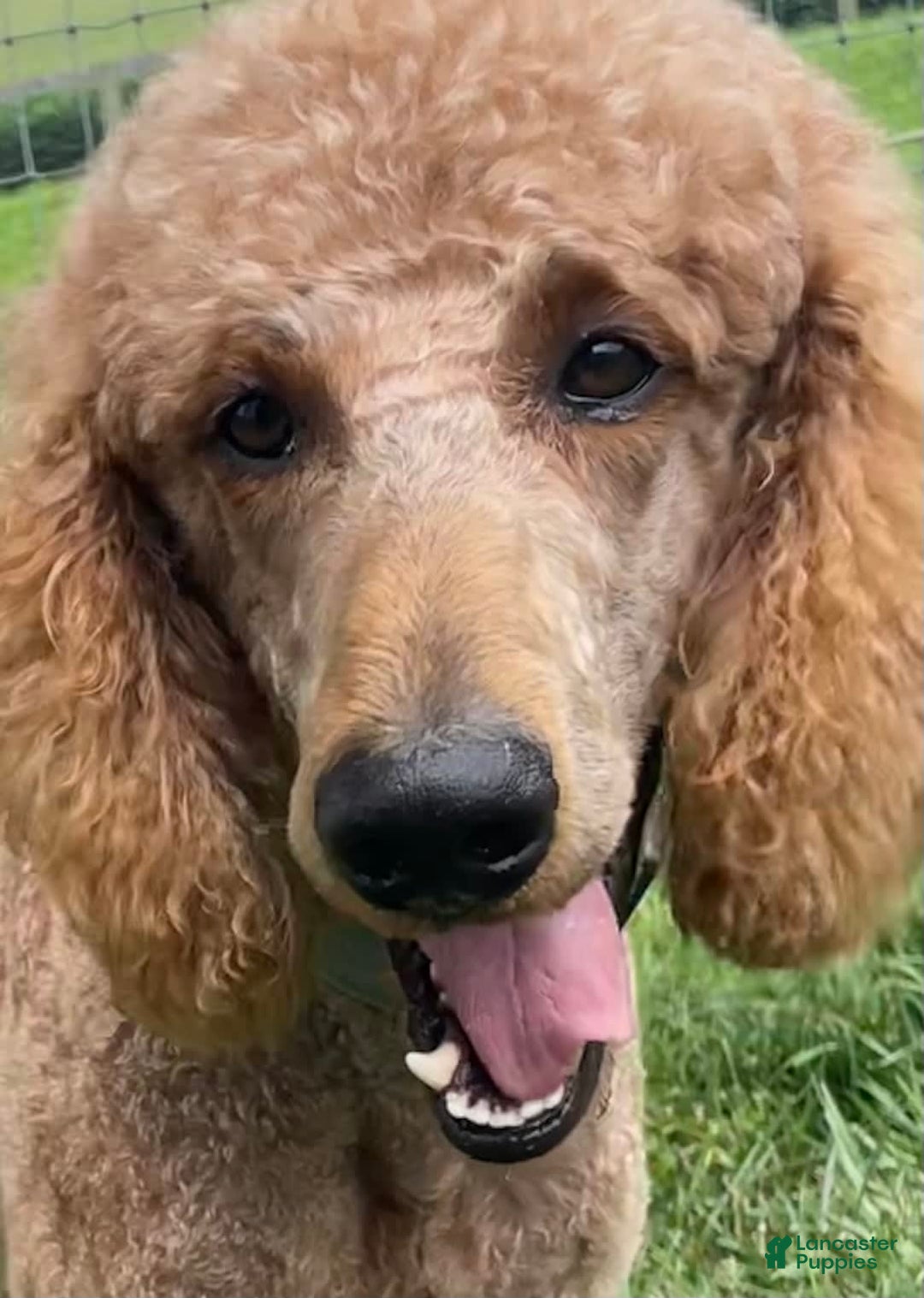 Goldendoodle dogs for sale: Washington - Image 12