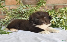 Newfoundland dogs for sale: Victoria - Image 5