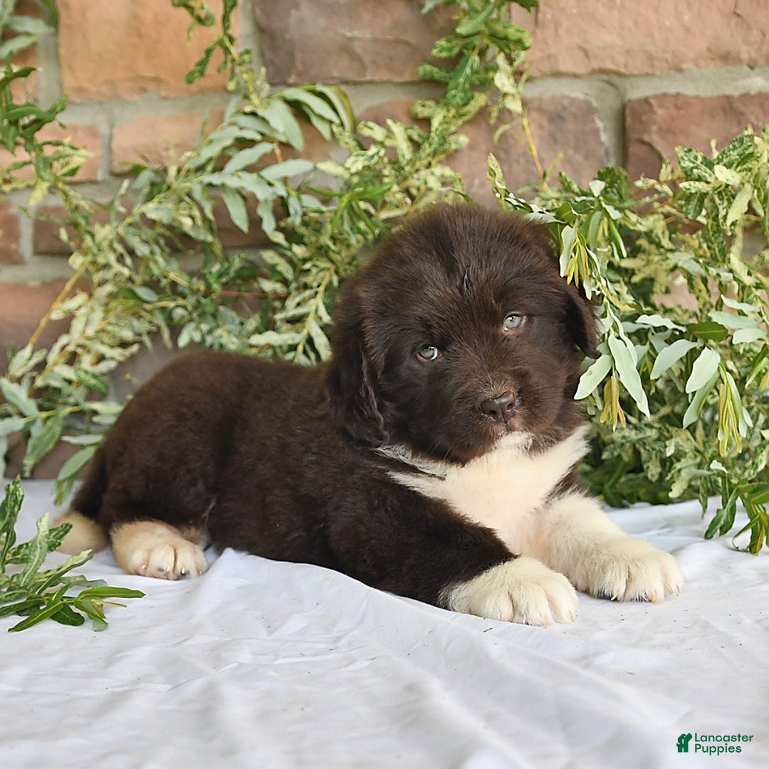 Newfoundland dogs for sale: Victoria - Image 5