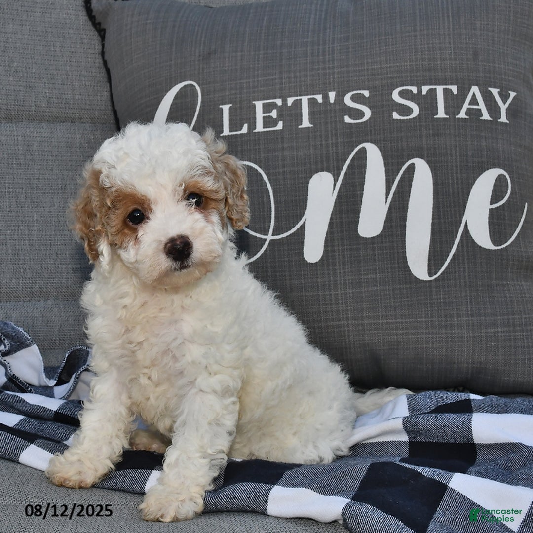 Toy Poodle dogs for sale: Sophia - Image 1