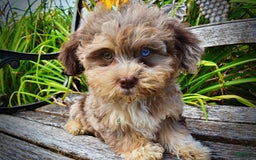 Havapoo dogs for sale: Dixie - Image 7