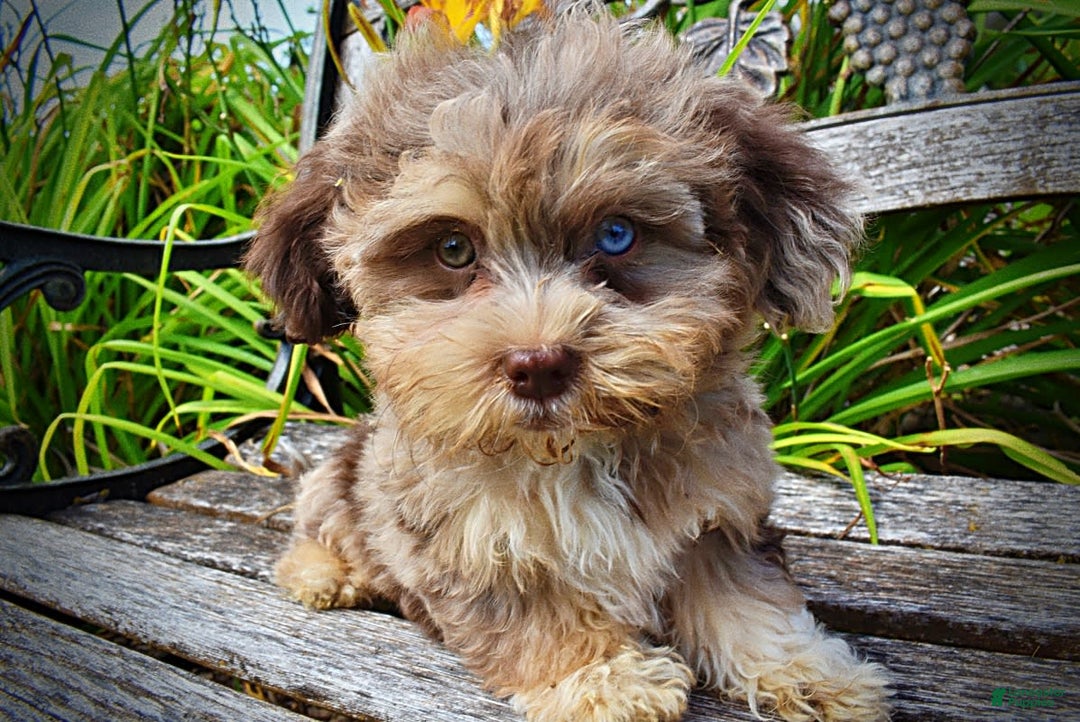 Havapoo dogs for sale: Dixie - Image 7