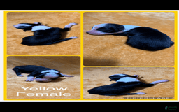 Australian Shepherd dogs for sale: Yellow Collar F - Image 1