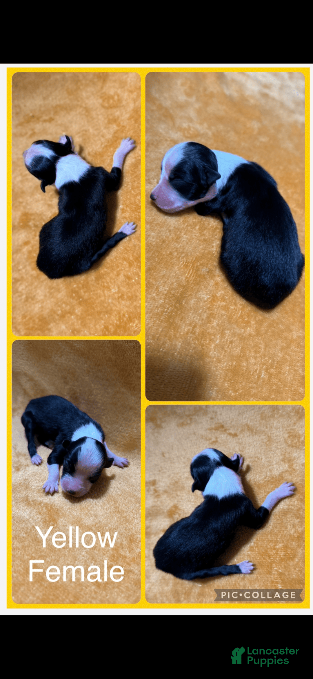 Australian Shepherd dogs for sale: Yellow Collar F - Image 1