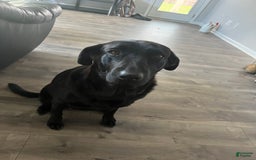 Labrador Retriever dogs for sale: Rosy - Image 2
