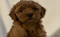 Cockapoo dogs for sale: Cupcake - Image 11