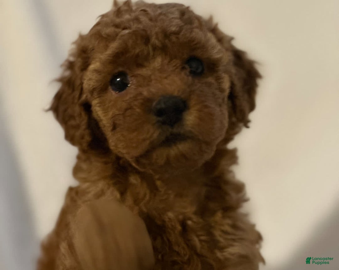 Cockapoo dogs for sale: Cupcake - Image 11