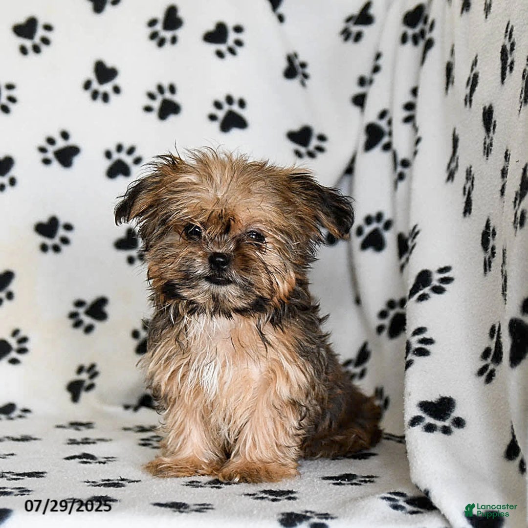 Shorkie dogs for sale: Hudson - Image 17