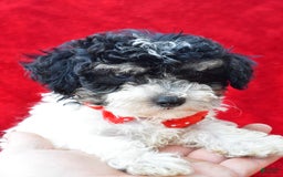 Miniature Poodle dogs for sale: Nicholas - Image 2