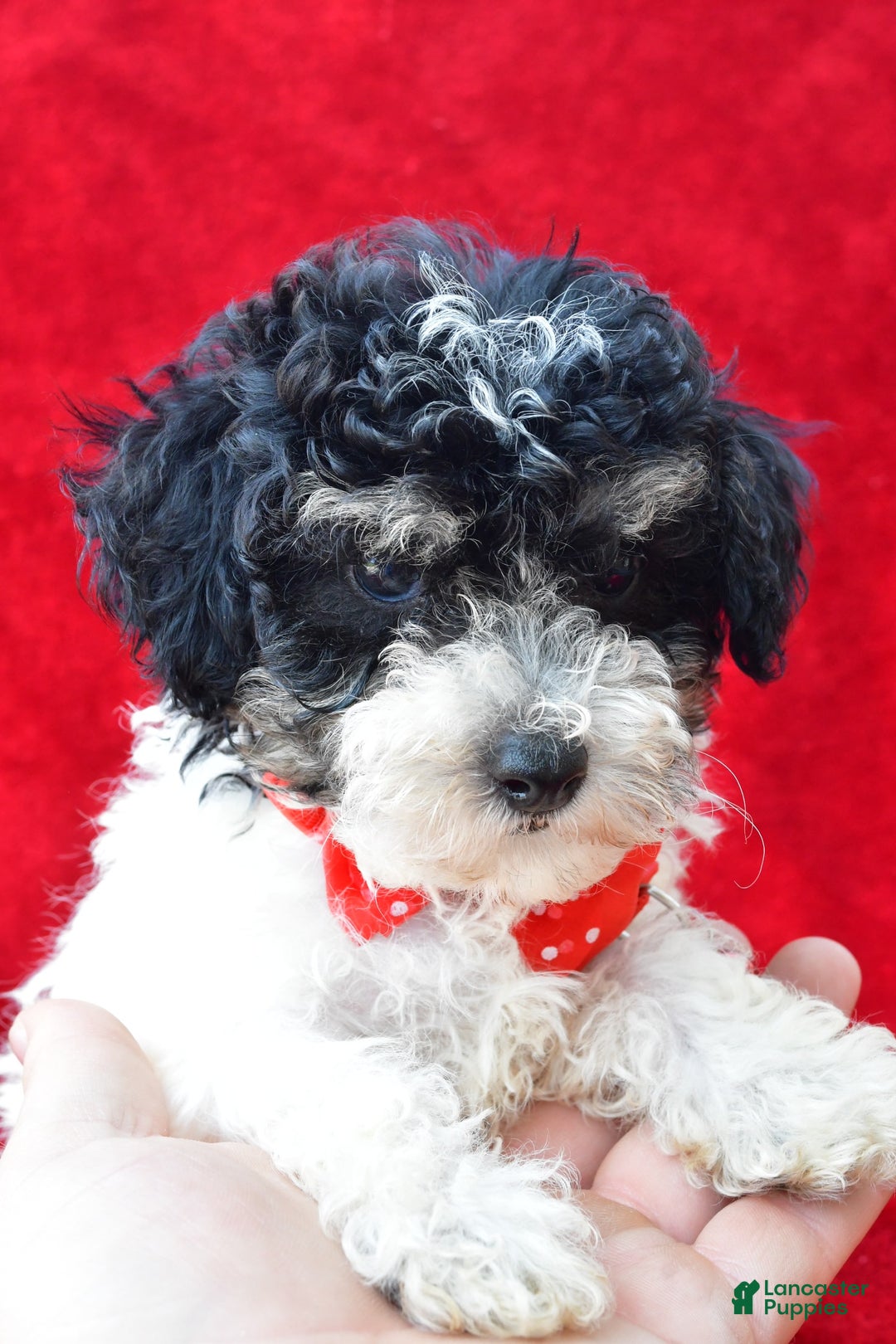 Miniature Poodle dogs for sale: Nicholas - Image 2