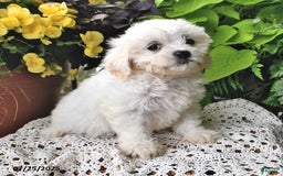 Cavachon dogs for sale: Maggie - Image 4