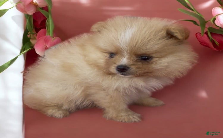 Pomeranian dogs for sale - Ad 4