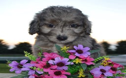 Mini Aussiedoodle dogs for sale: Mini Ava - Image 16