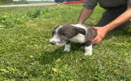 Border Collie dogs for sale: Quarter - Image 2