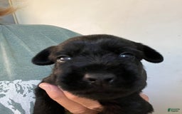 Standard Schnauzer dogs for sale: Samuel - Image 2