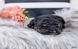 Mini Bernedoodle dogs for sale: Frida - Image 3