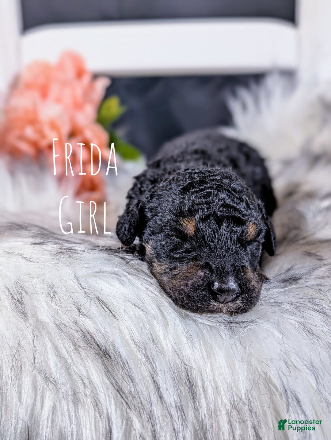 Mini Bernedoodle dogs for sale: Frida - Image 3