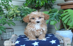 Maltipoo dogs for sale: Maltipoo 5 puppies - Image 22