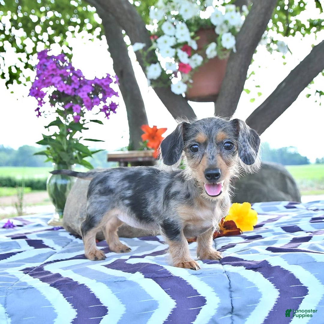 Miniature Dachshund dogs for sale: Trisha - Image 13