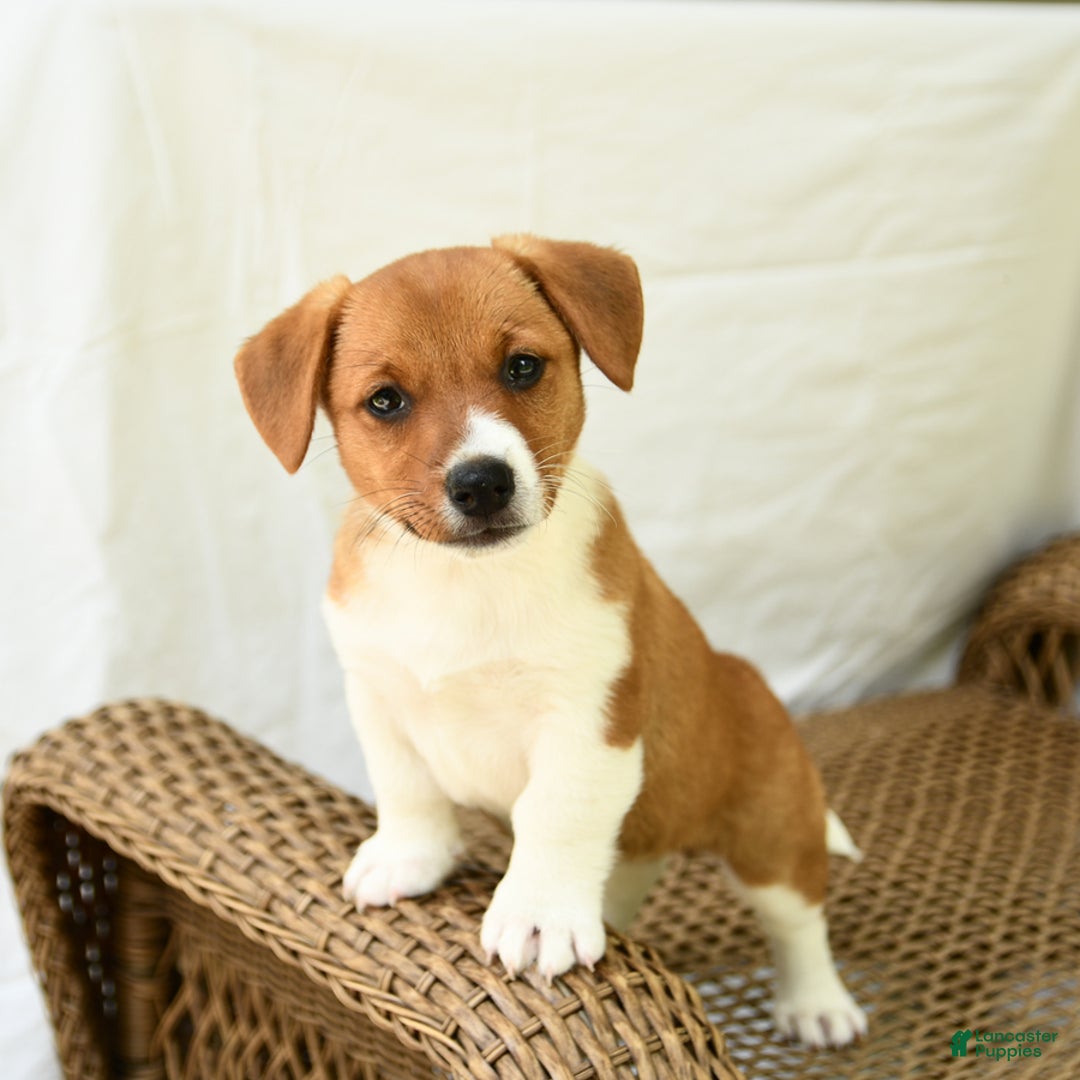 Jack Russell Terrier dogs for sale: Rose - Image 1