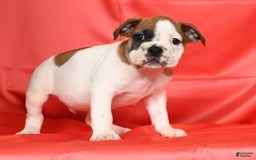 Beabull dogs for sale: King - Image 5