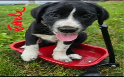 Goldendoodle dogs for sale: Goldendoodle 7 puppies - Image 8