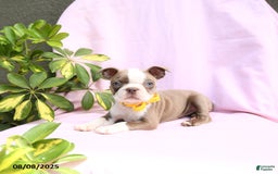 Boston Terrier dogs for sale: Verona - Image 2
