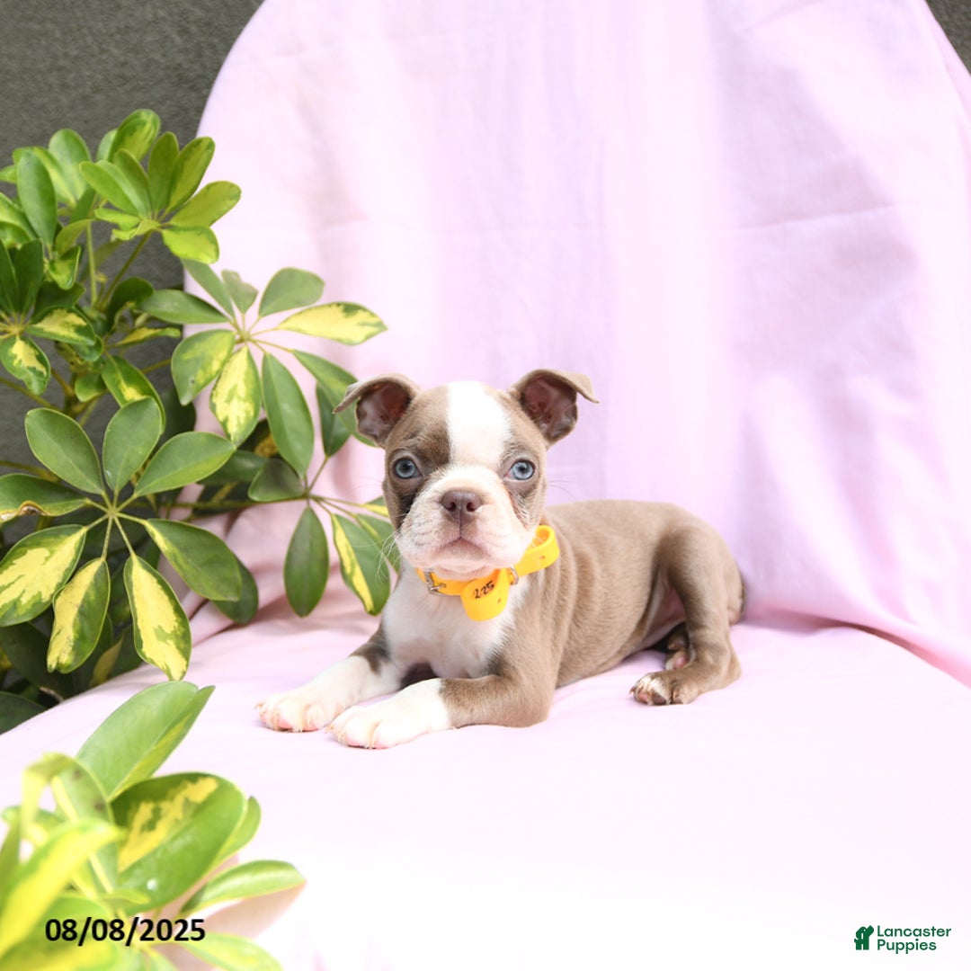 Boston Terrier dogs for sale: Verona - Image 2