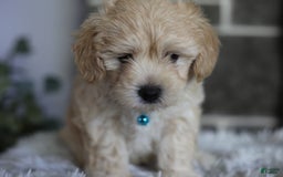 Maltipoo dogs for sale: Yogi - Image 8