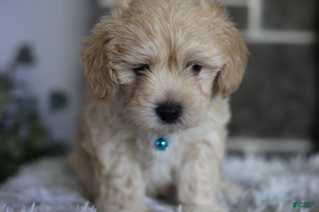 Maltipoo dogs for sale: Yogi - Image 8