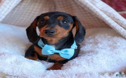 Miniature Dachshund dogs for sale: Sparky - Image 9