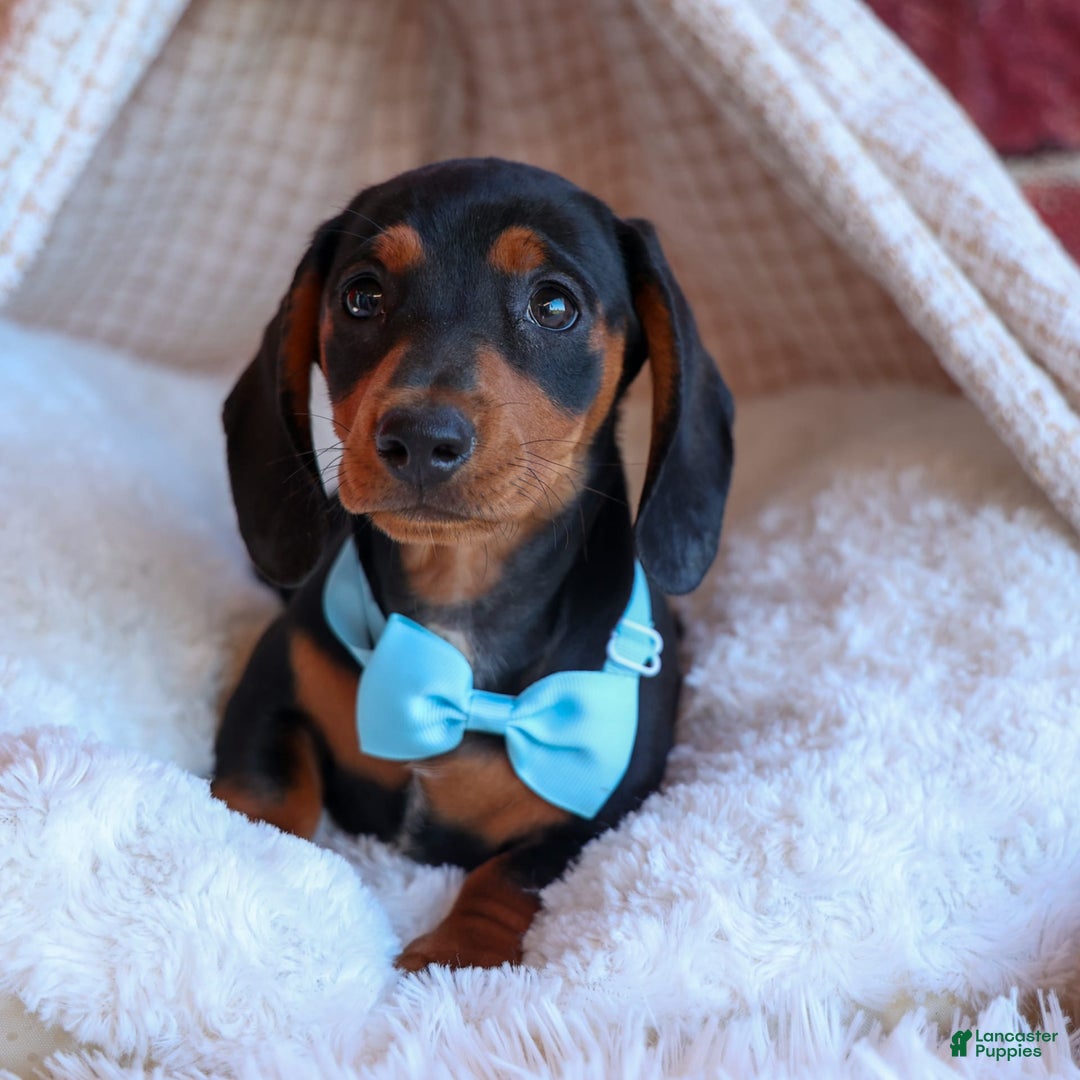 Miniature Dachshund dogs for sale: Sparky - Image 9