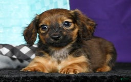 Miniature Dachshund dogs for sale: Dixie - Image 2