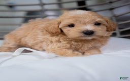 Maltipoo dogs for sale: Vincent - Image 6